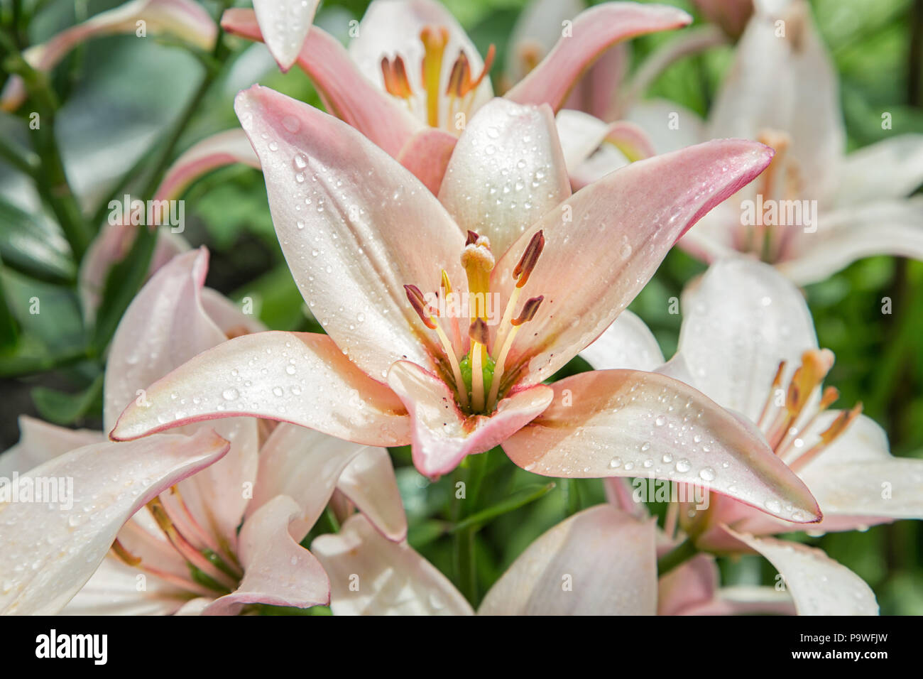 Il fiore di un giglio colore rosa con gocce d'acqua close-up Foto Stock