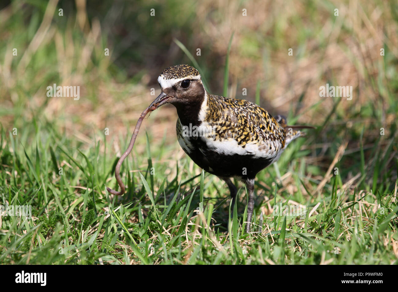 European golden plover (Pluvialis apricaria) con catturato lombrico (Lombrico terrestris), Lapponia, Svezia Foto Stock