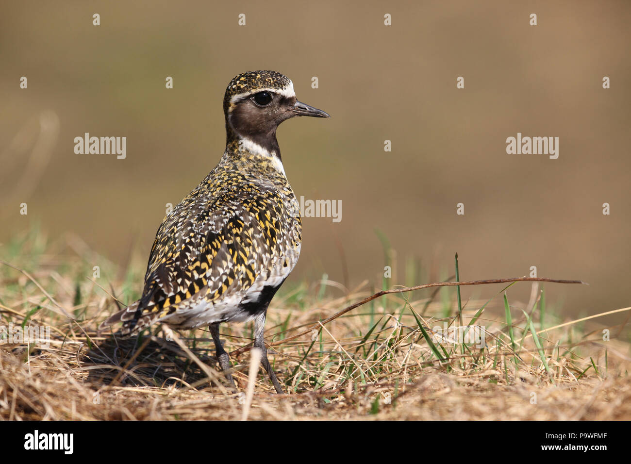 European golden plover (Pluvialis apricaria), Lapponia, Svezia Foto Stock