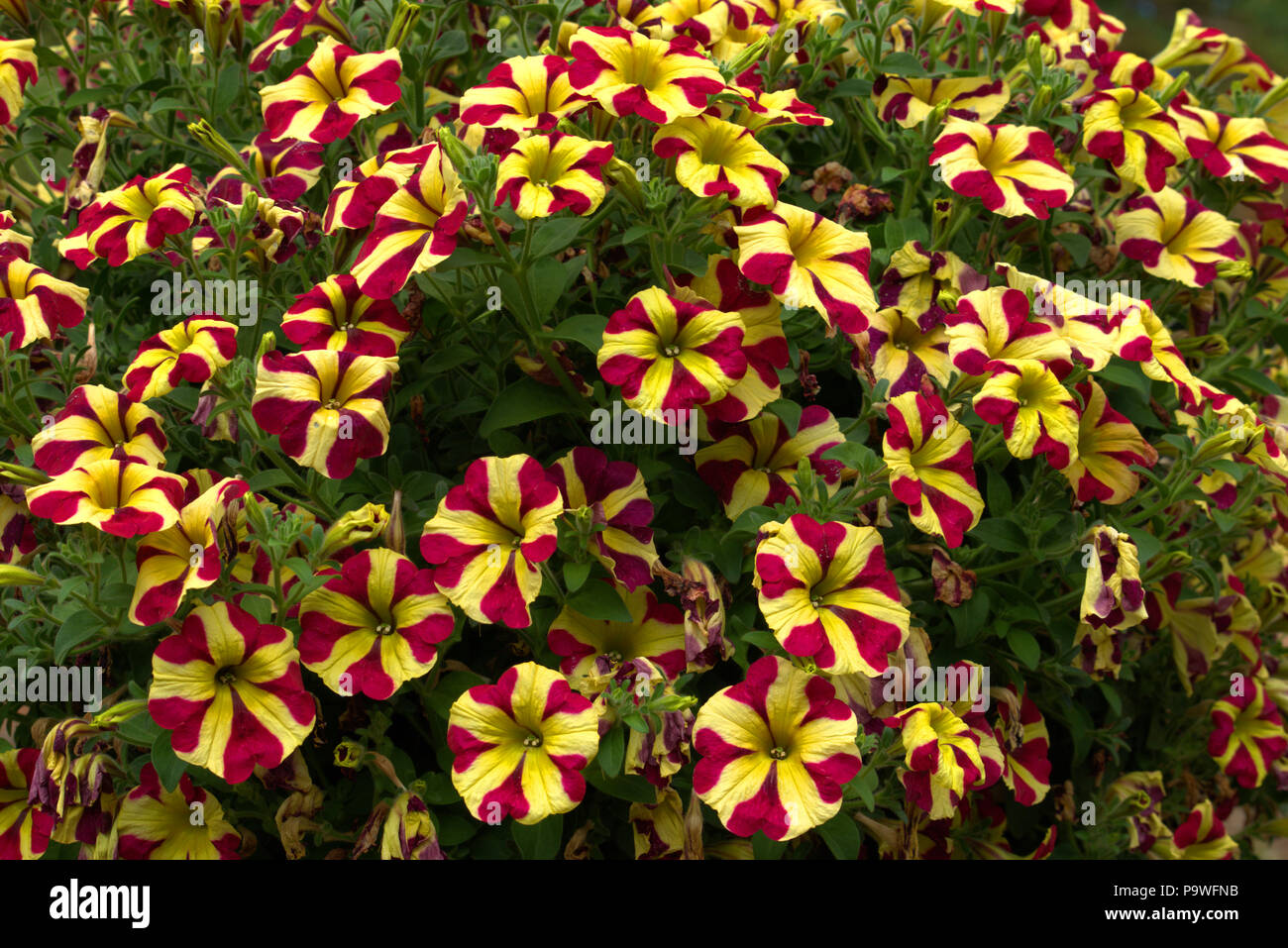Candy striped fiori di petunia Foto Stock