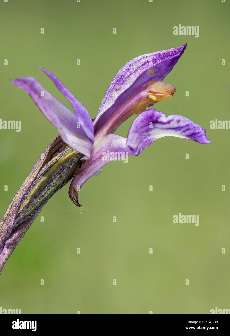 Violet Limodore (Limodorum abortivum), unico fiore, il Cantone di Ginevra, Svizzera Foto Stock