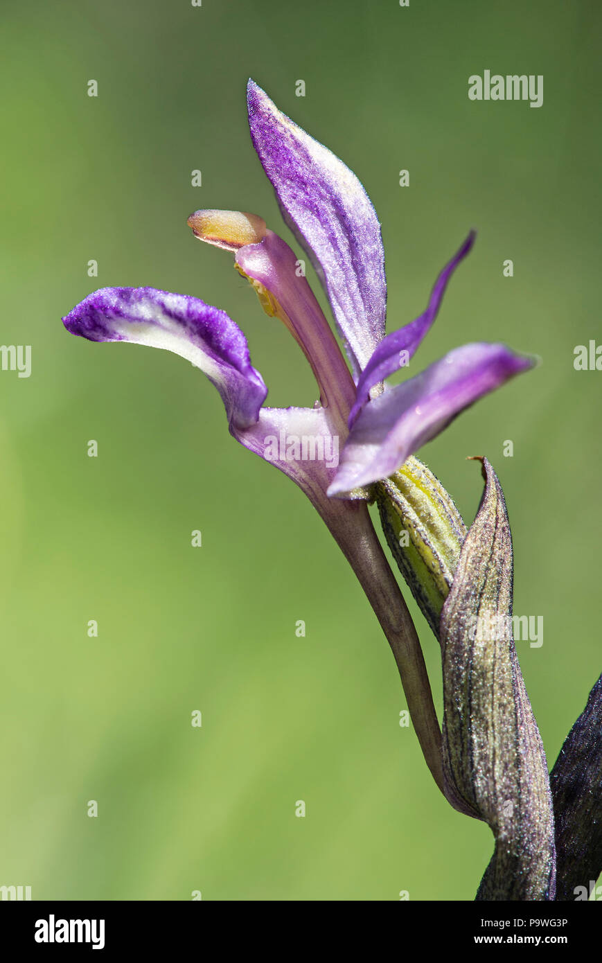 Violet Limodore (Limodorum abortivum), unico fiore, il Cantone di Ginevra, Svizzera Foto Stock
