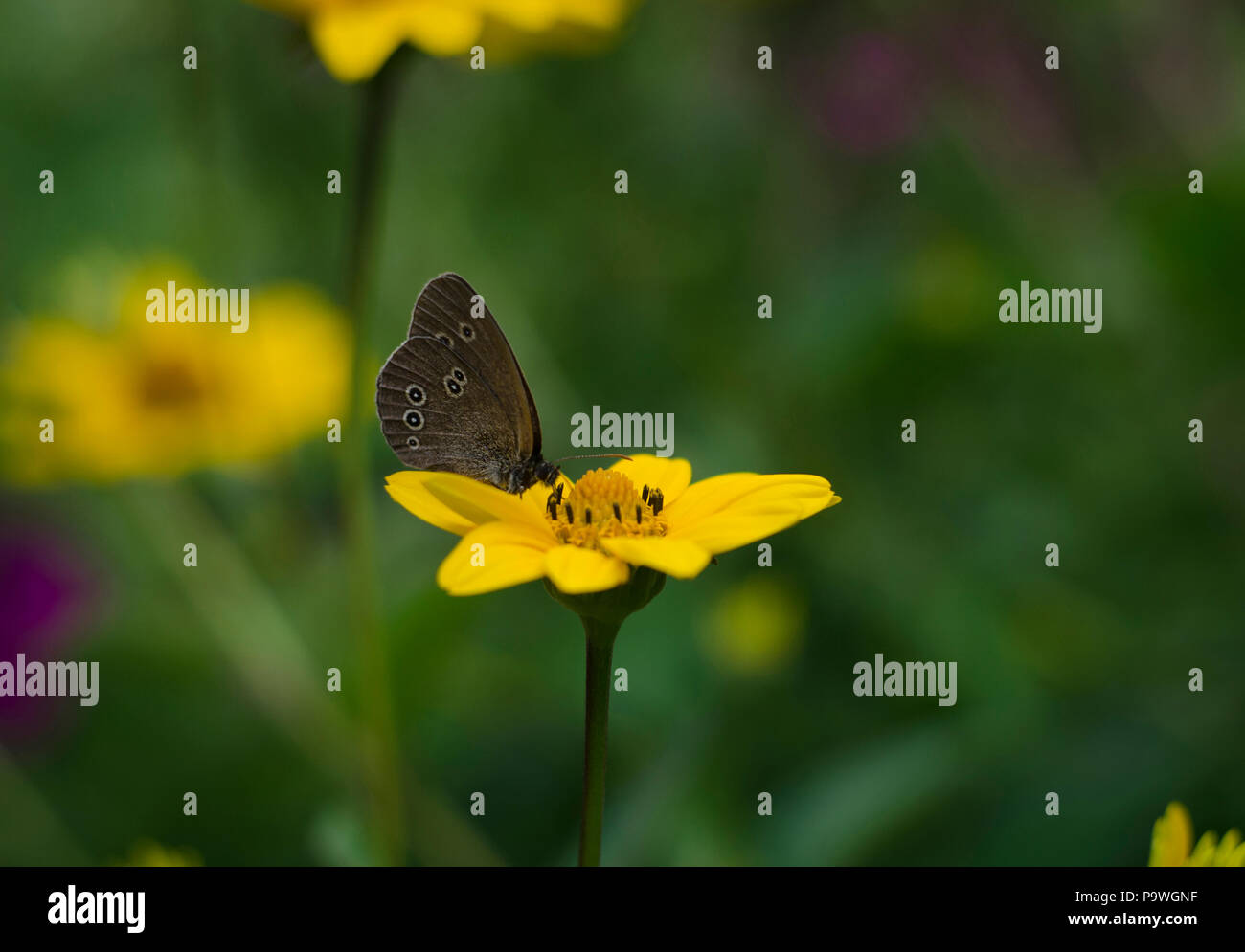 Aphantopus hyperantus farfalla posata sul giallo dei fiori di girasole famiglia aster, Chrysopsis noto come golden aestri o Heterotheca villosa, mac Foto Stock