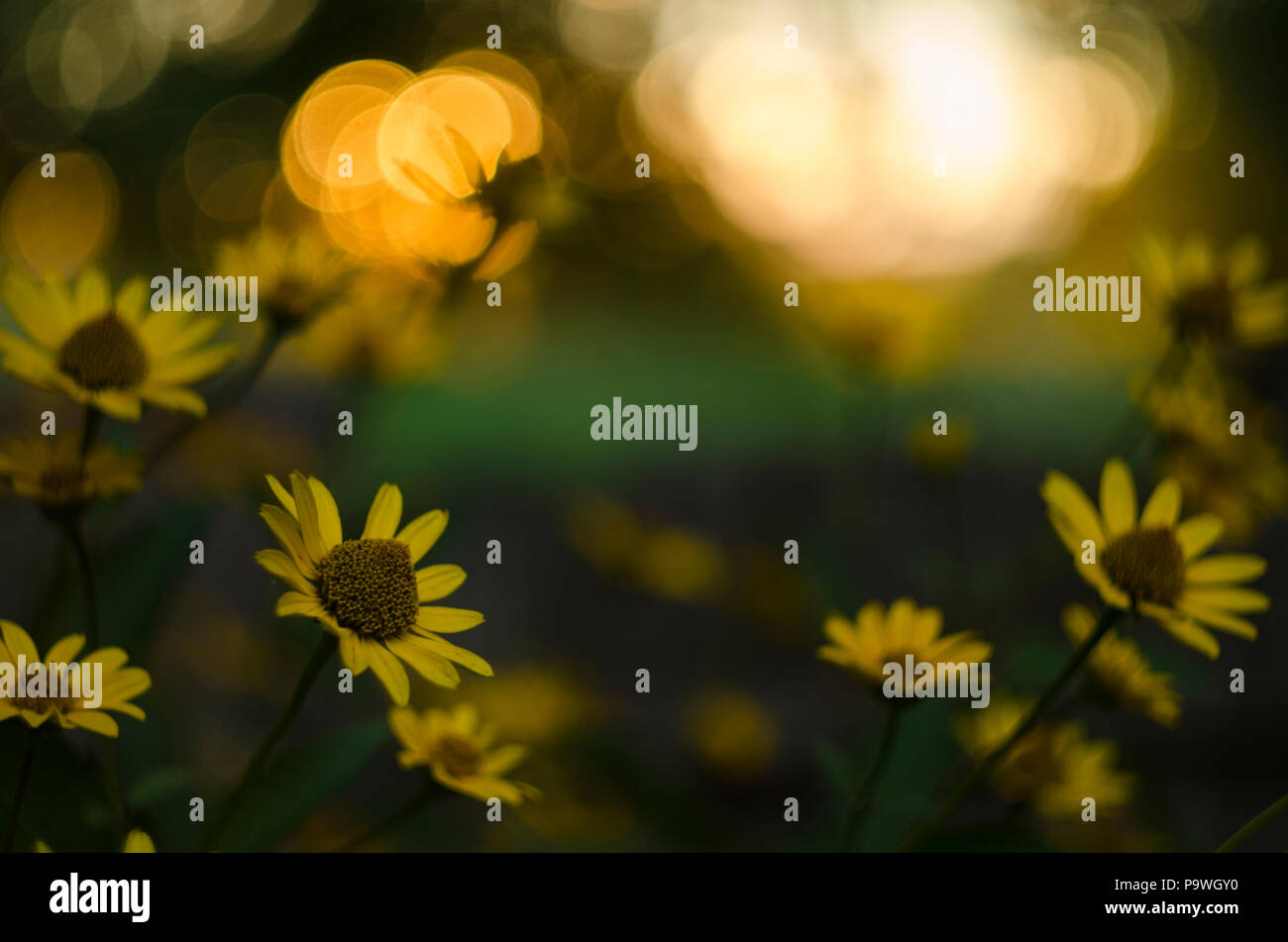 Round bokeh, tramonto - giallo dei fiori di girasole famiglia aster, Chrysopsis noto come golden aestri o Heterotheca villosa, macro close up soft soft sel Foto Stock