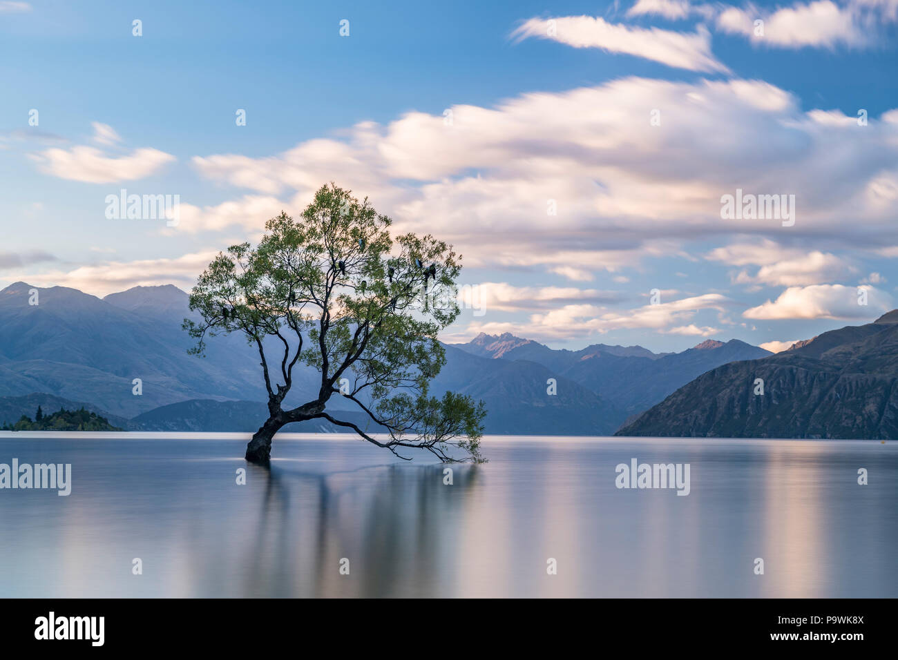 Unico albero si trova in acqua, il lago Wanaka, Il Wanaka Tree, Roys Bay, Otago, Isola del Sud, Nuova Zelanda Foto Stock