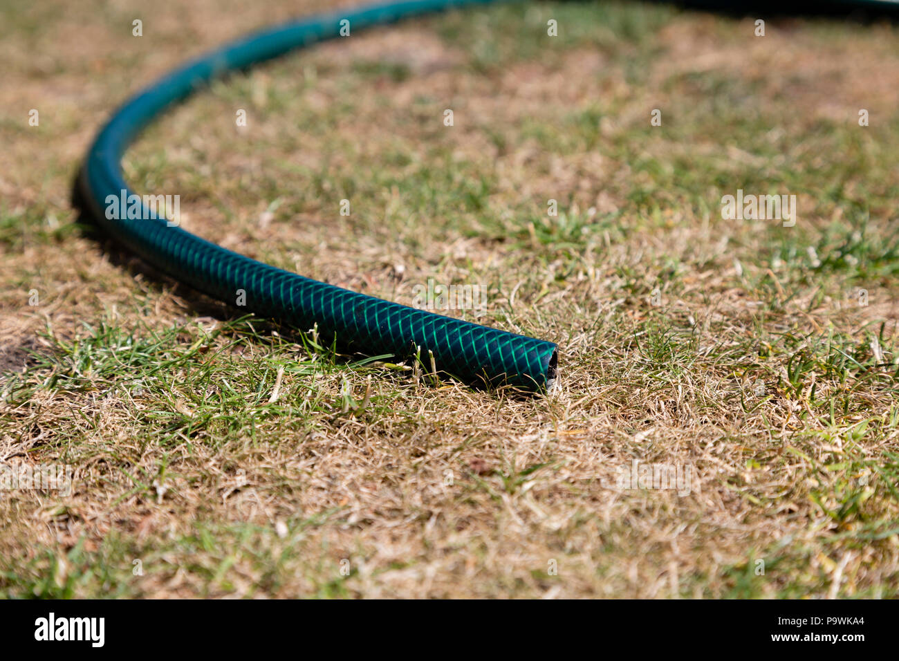 Il tubo flessibile giacente su erba arida Foto Stock