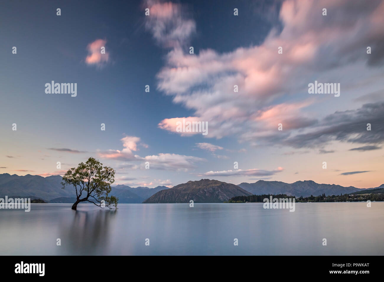 Unico albero in piedi in acqua, il lago Wanaka, Il Wanaka Tree, Tramonto, Roys Bay, Otago, Isola del Sud, Nuova Zelanda Foto Stock
