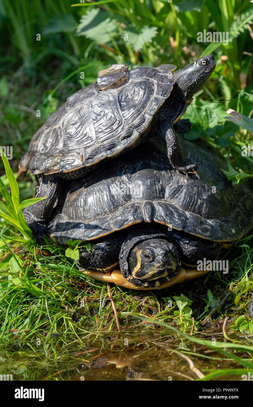 Le tartarughe marine sdraiati sull'erba. Gruppo di tartaruga dalle orecchie rosse (Trachemys scripta elegans) in stagno. Foto Stock