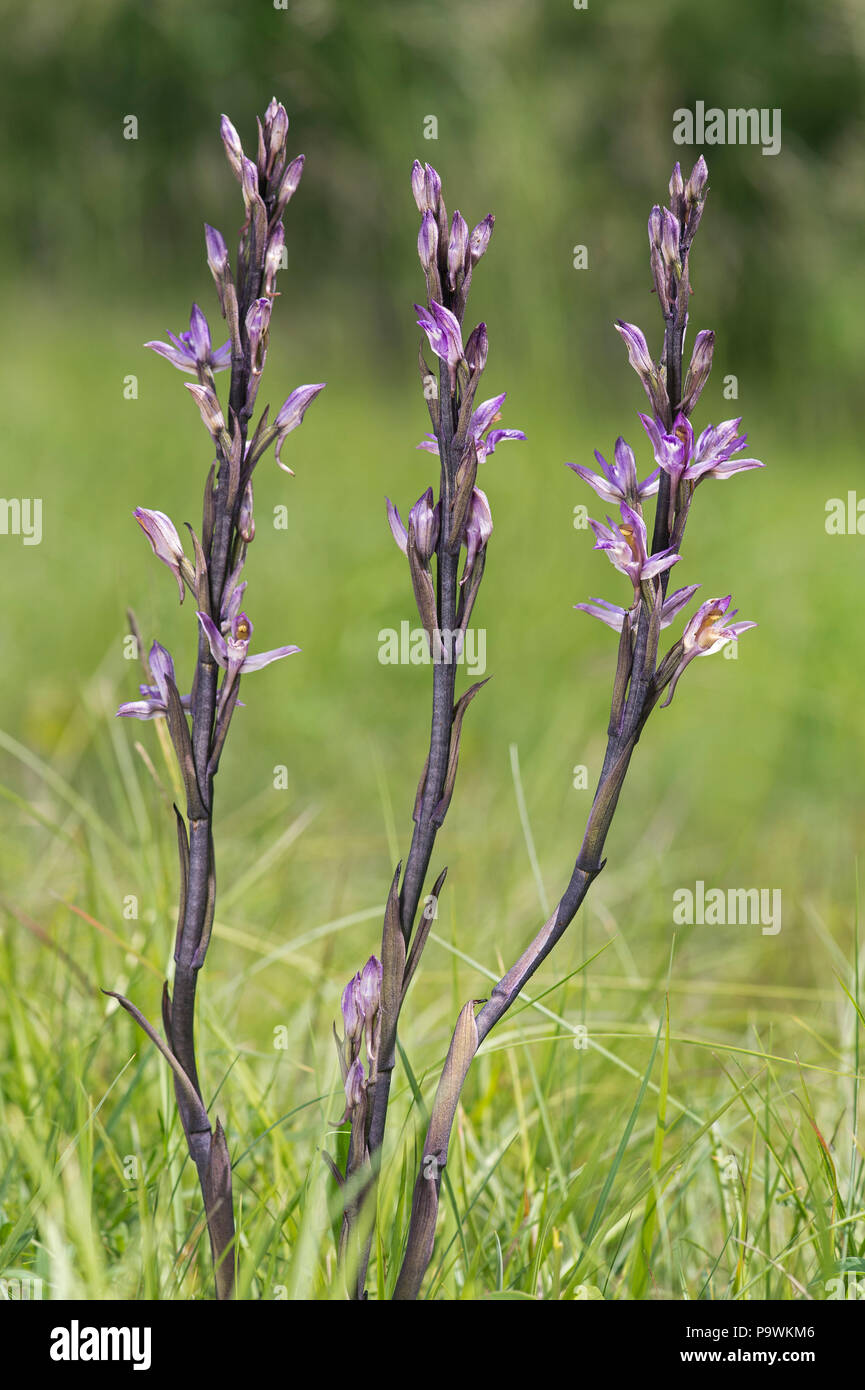 Violet Limodore (Limodorum abortivum), il Cantone di Ginevra, Svizzera Foto Stock
