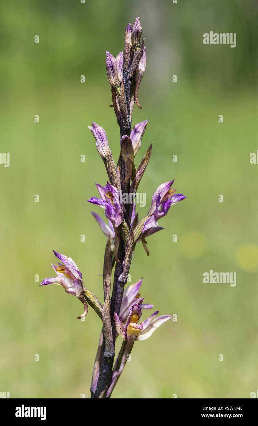 Violet Limodore (Limodorum abortivum), il Cantone di Ginevra, Svizzera Foto Stock