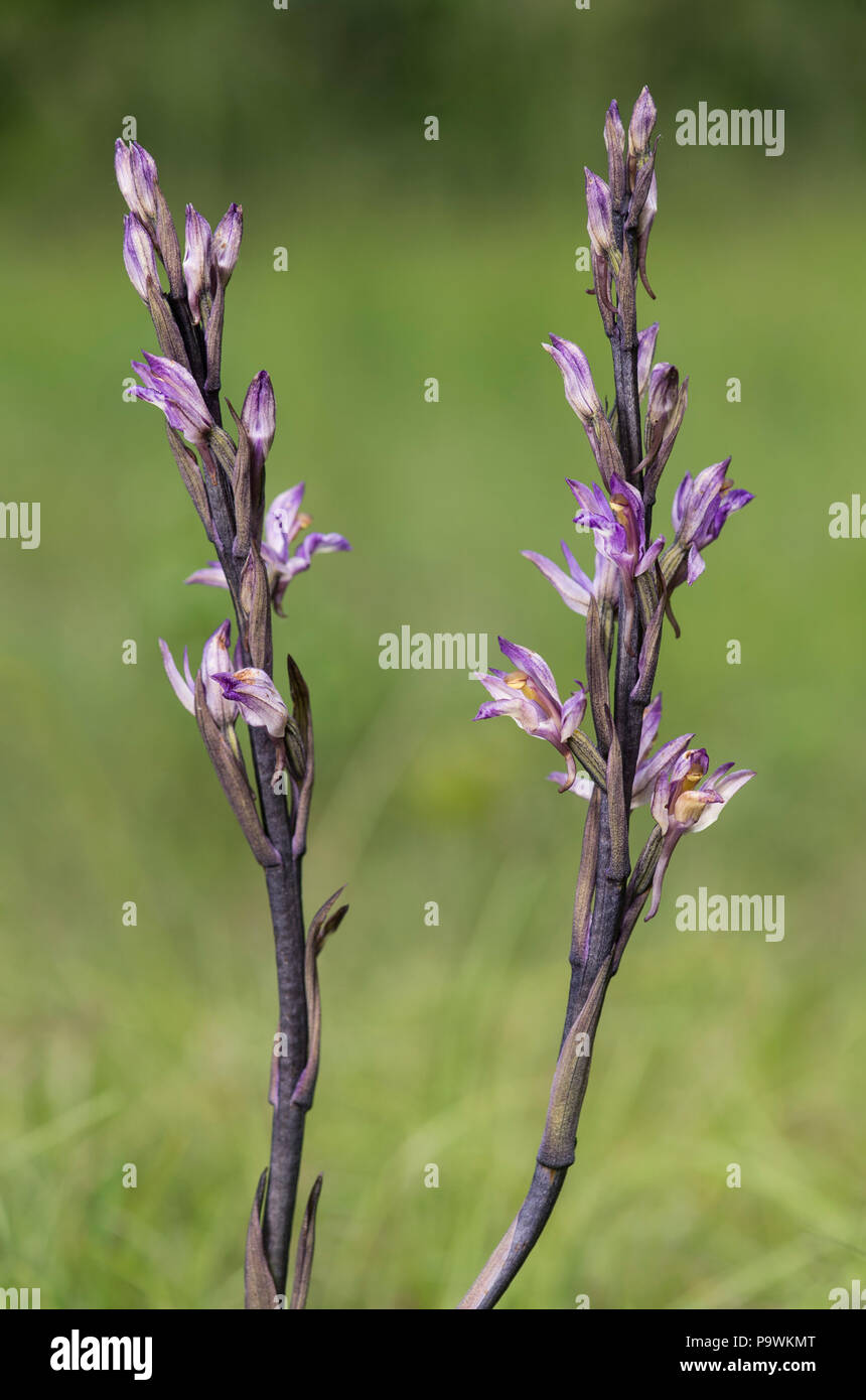 Violet Limodore (Limodorum abortivum), il Cantone di Ginevra, Svizzera Foto Stock