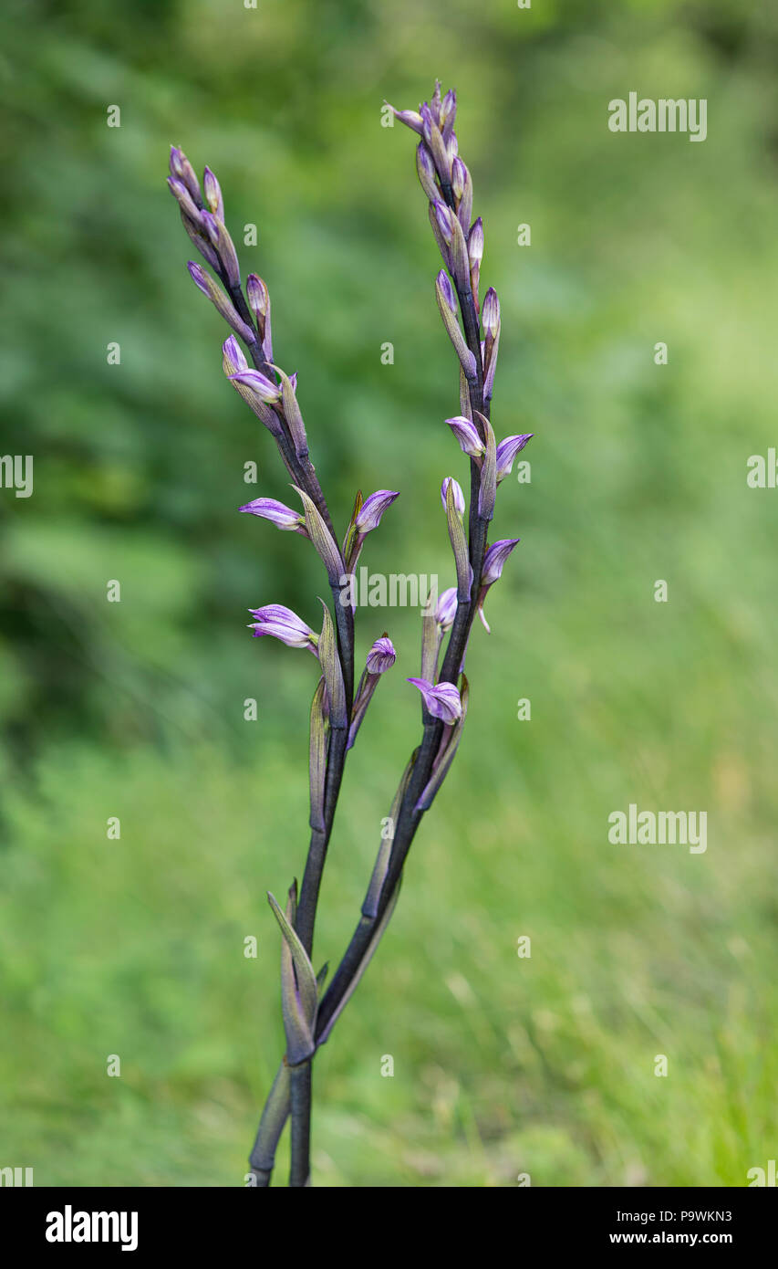 Violet Limodore (Limodorum abortivum), il Cantone di Ginevra, Svizzera Foto Stock