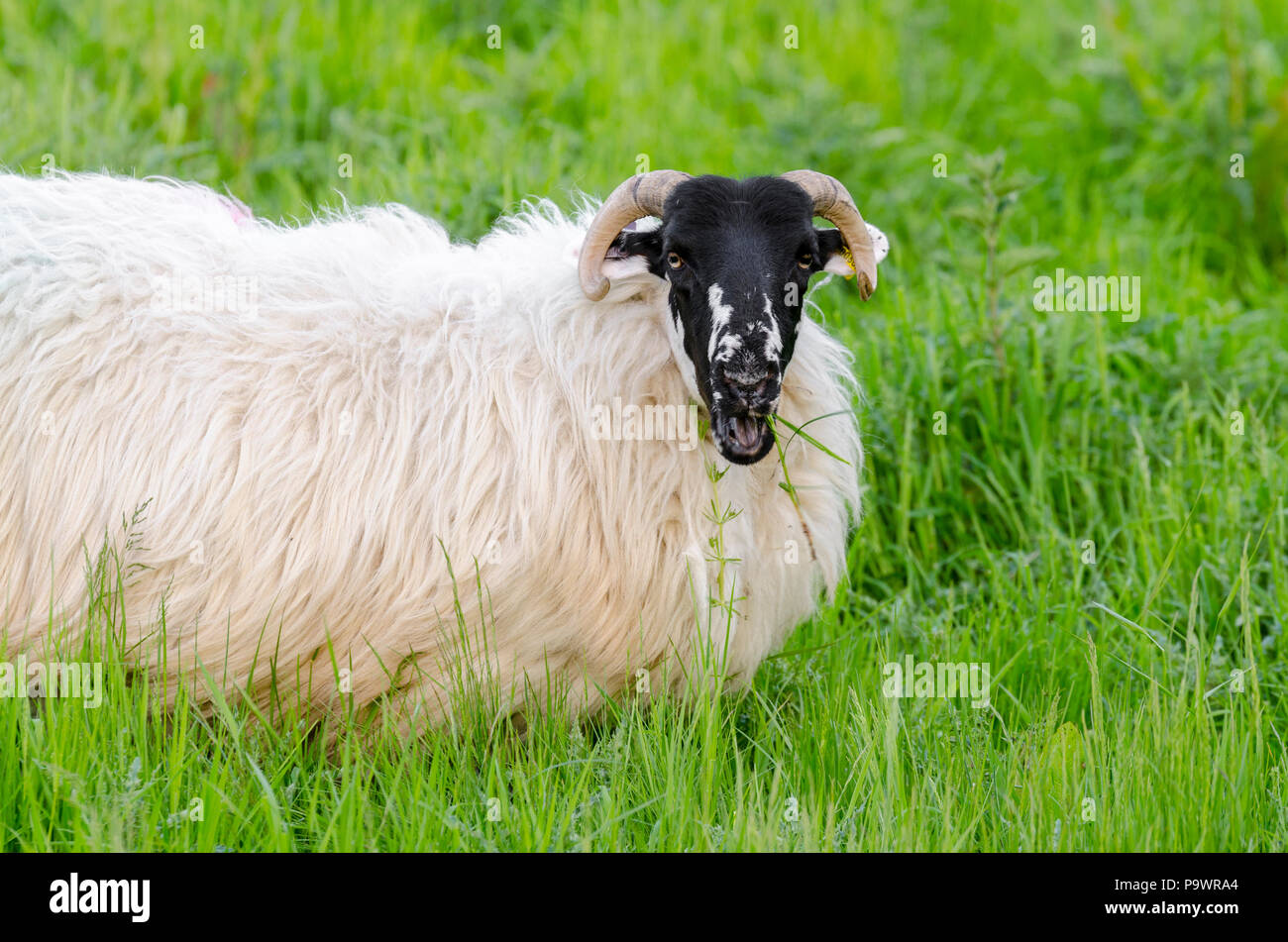 Scottish Blackface pecore, Ovis aries, mangiare erba lunga NEL REGNO UNITO Foto Stock