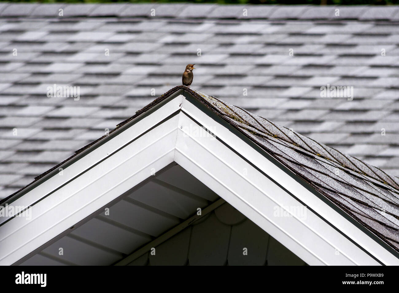 Grande canzone di piccolo uccello Foto Stock