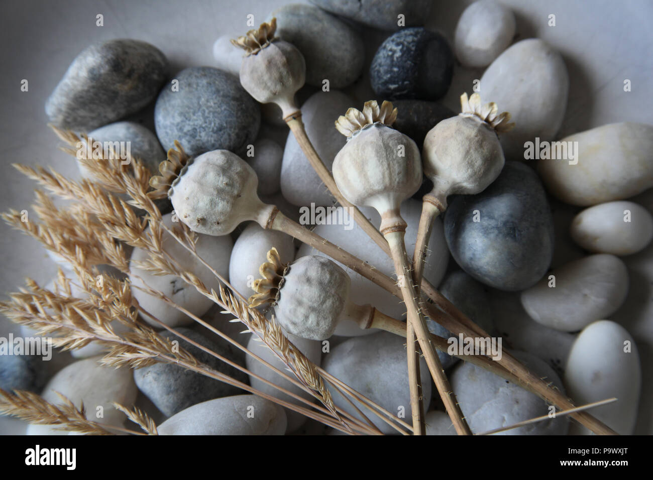 Sementi di erba, blu grigio e bianco ciottoli di mare e teste di papavero. Foto Stock