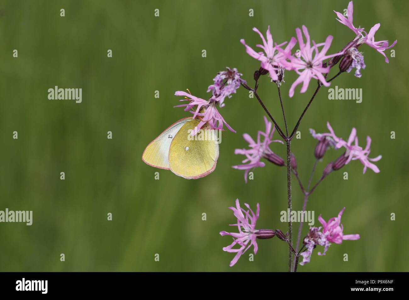 Moorland offuscato giallo, Colias palaeno Foto Stock