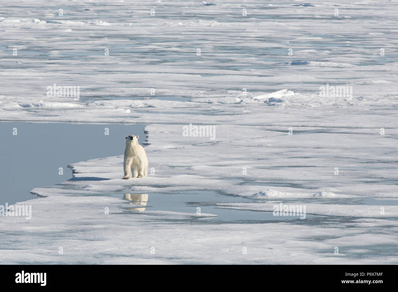 Orso polare camminando sulla congelati Oceano Artico vicino alle Isole Svalbard Foto Stock