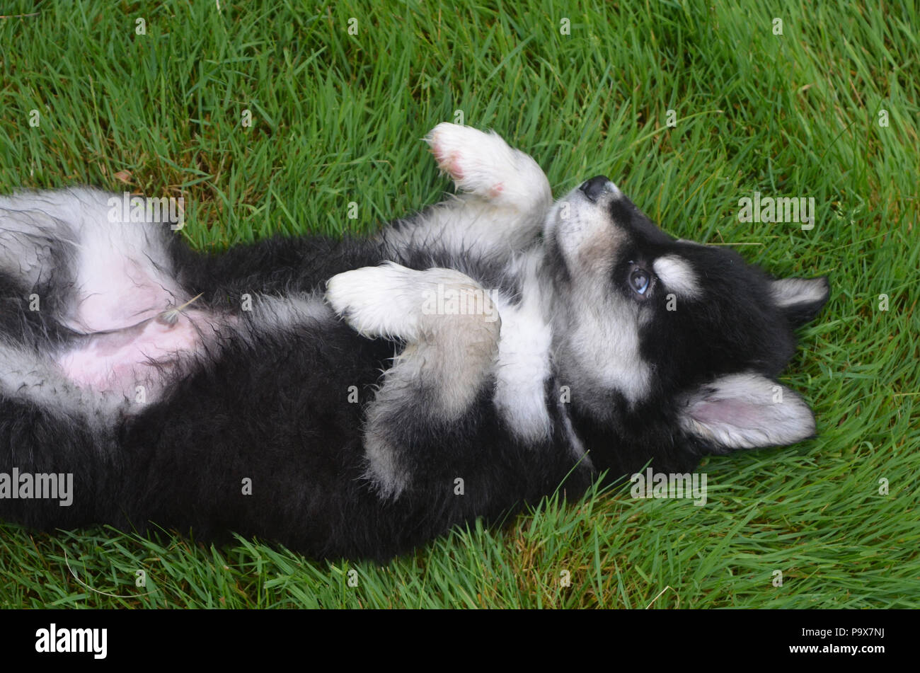 Adorable baby maschio cucciolo alusky recante sulla sua schiena e mostrando sottomissione. Foto Stock