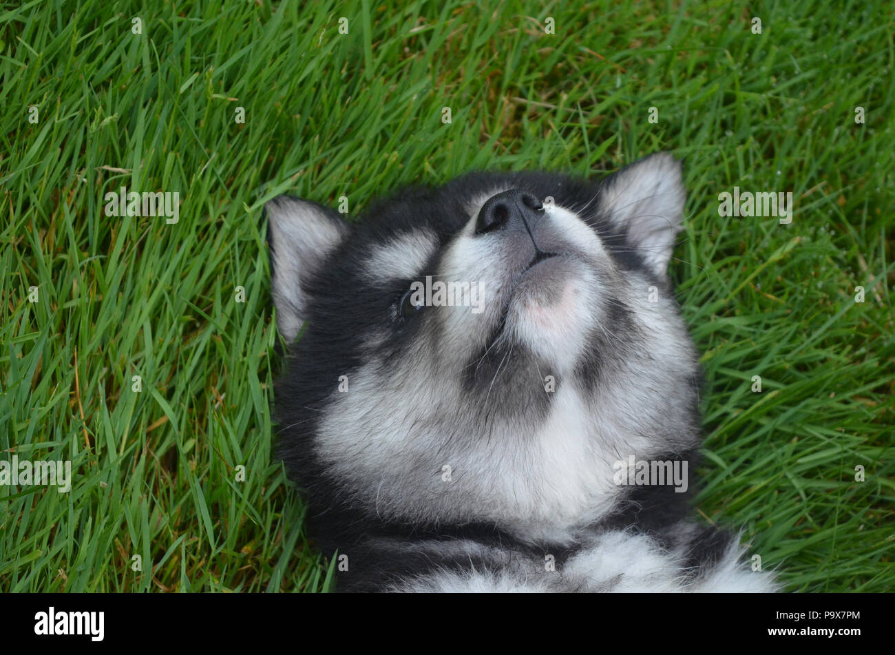 Baby alusky cucciolo di mettere in pratica il suo urlo sulla sua schiena. Foto Stock
