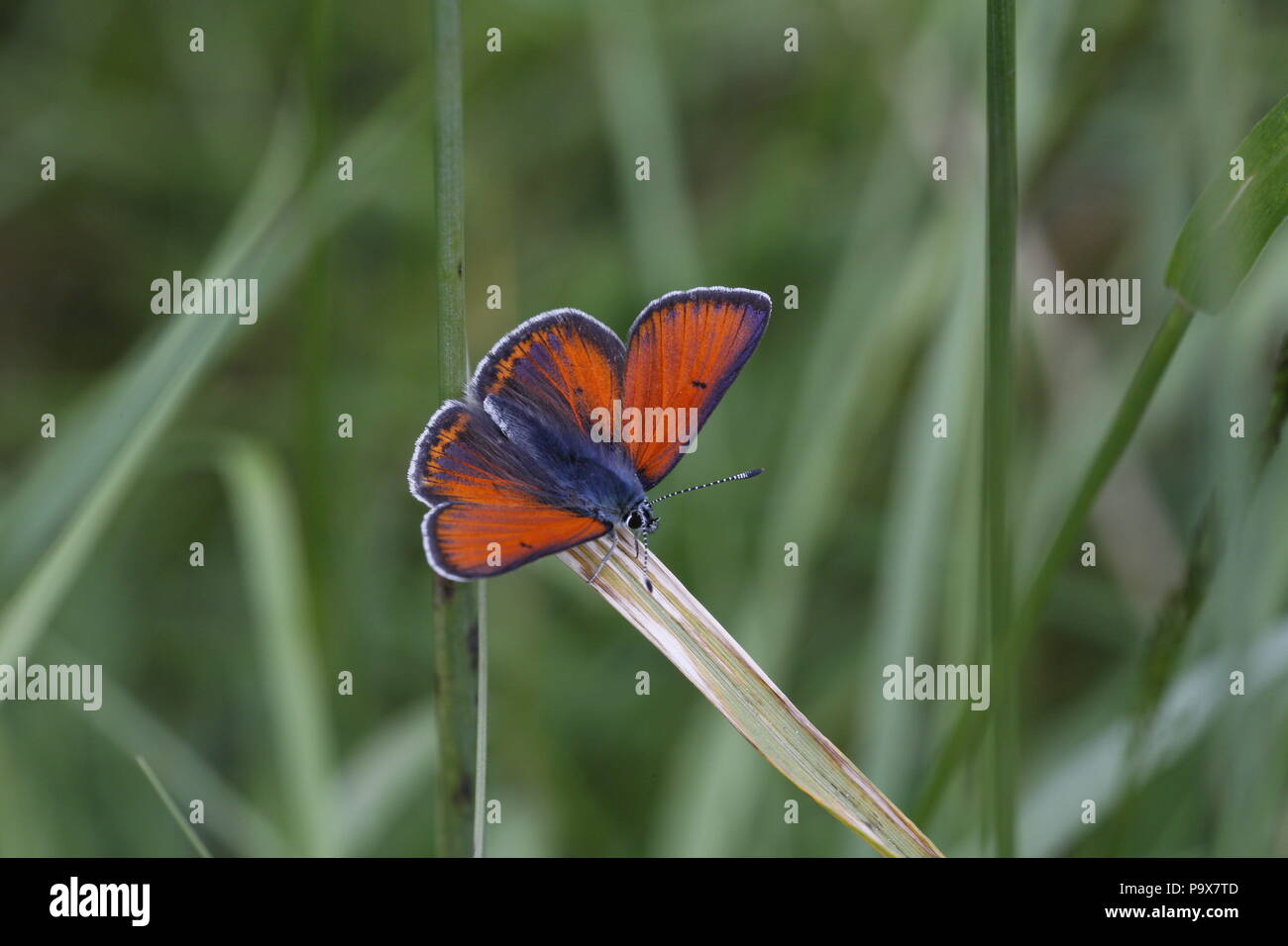 Viola-refilato rame, Lycaena hippothoe, maschio Foto Stock