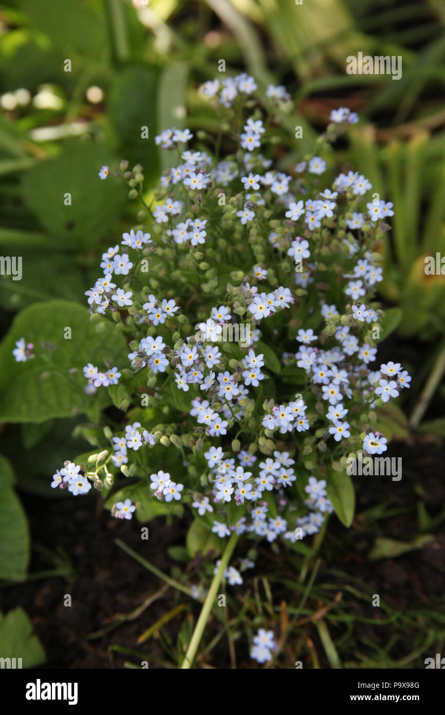Dimenticare-me-poveri fiori, Myosotis scorpioides. Foto Stock