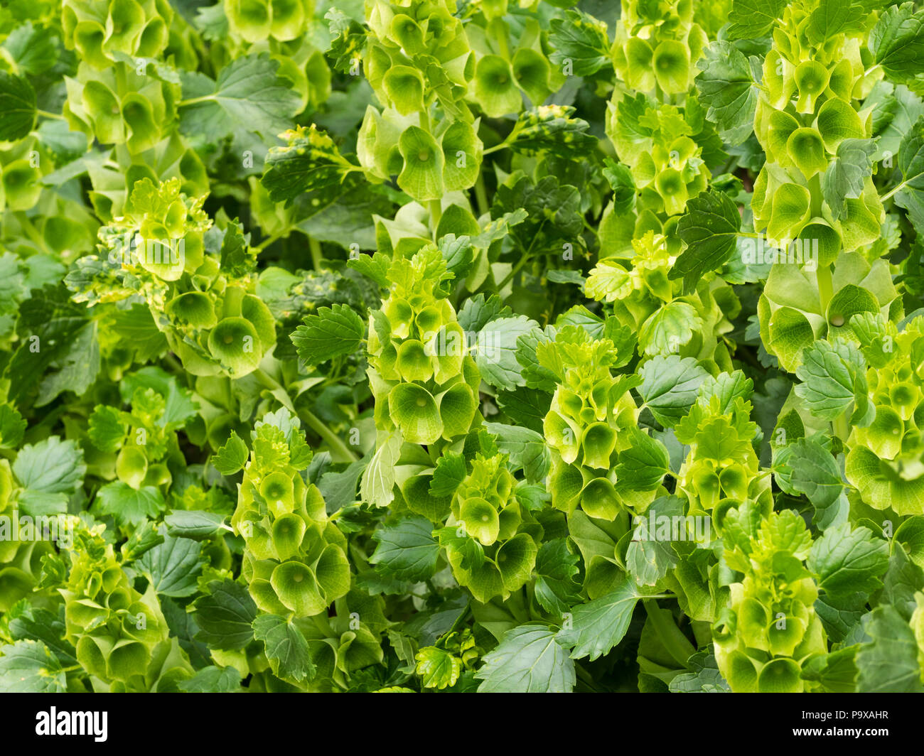 Fiori verdi nel montante punte della hardy fiori annuali arrangiatore di bloom, campane di Irlanda, Moluccella laevis Foto Stock