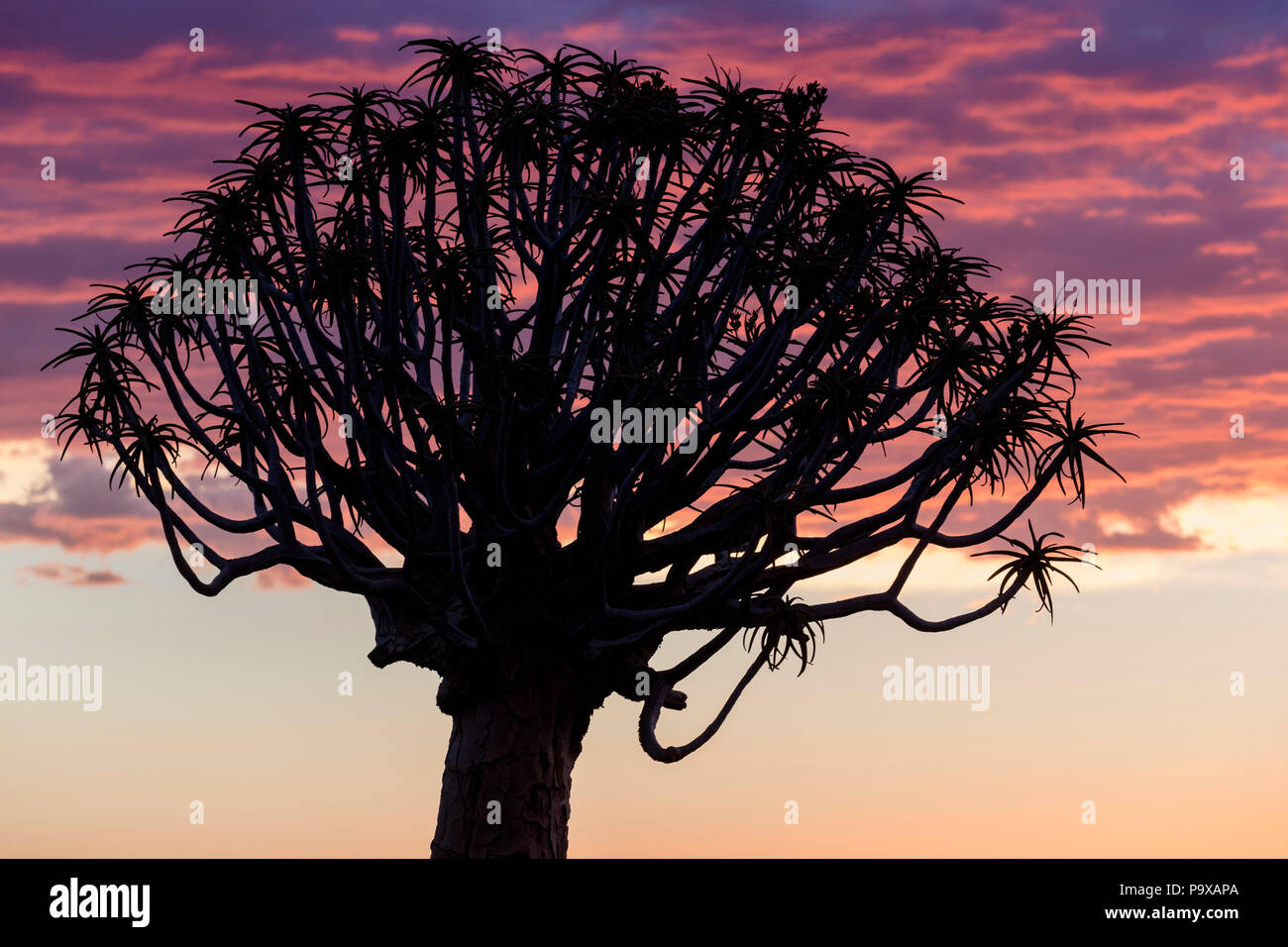 Faretra tree al tramonto (kocurboom) (Aloidendron dichotomum, precedentemente noto come aloe dichotoma), Quiver Tree Forest, Keetmanshoop, Namibia Foto Stock