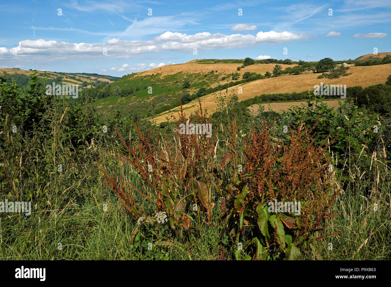 Colline marroni, campi e cielo blu nel luglio 2018 ondata di caldo estiva su terreni agricoli in Carmarthenshire, Galles, Regno Unito, KATHY DEWITT Foto Stock