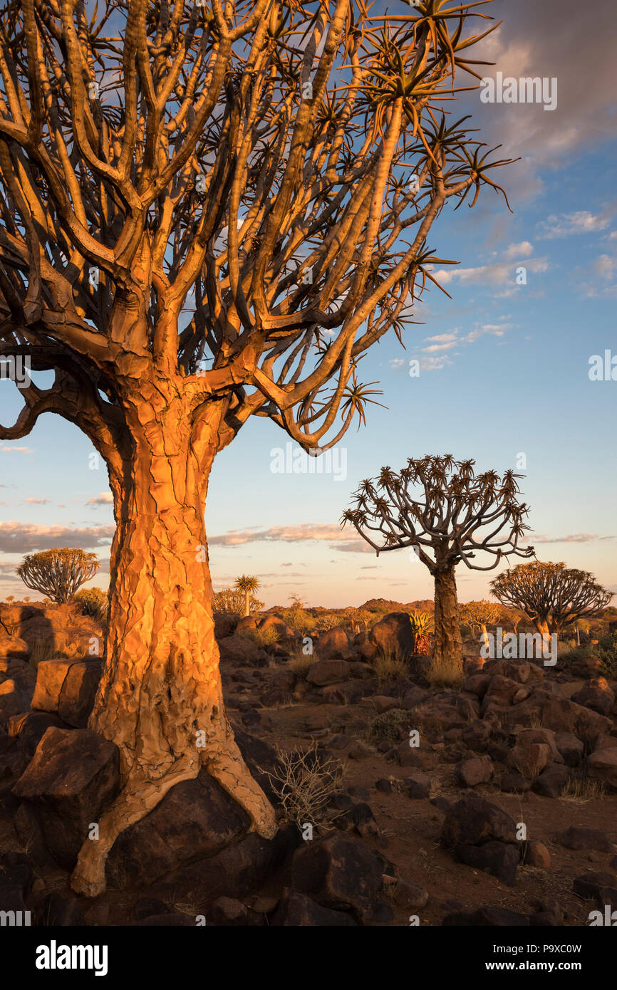 Faretra alberi al tramonto (kocurboom) (Aloidendron dichotomum, precedentemente noto come aloe dichotoma), Quiver Tree Forest, Keetmanshoop, Namibia Foto Stock