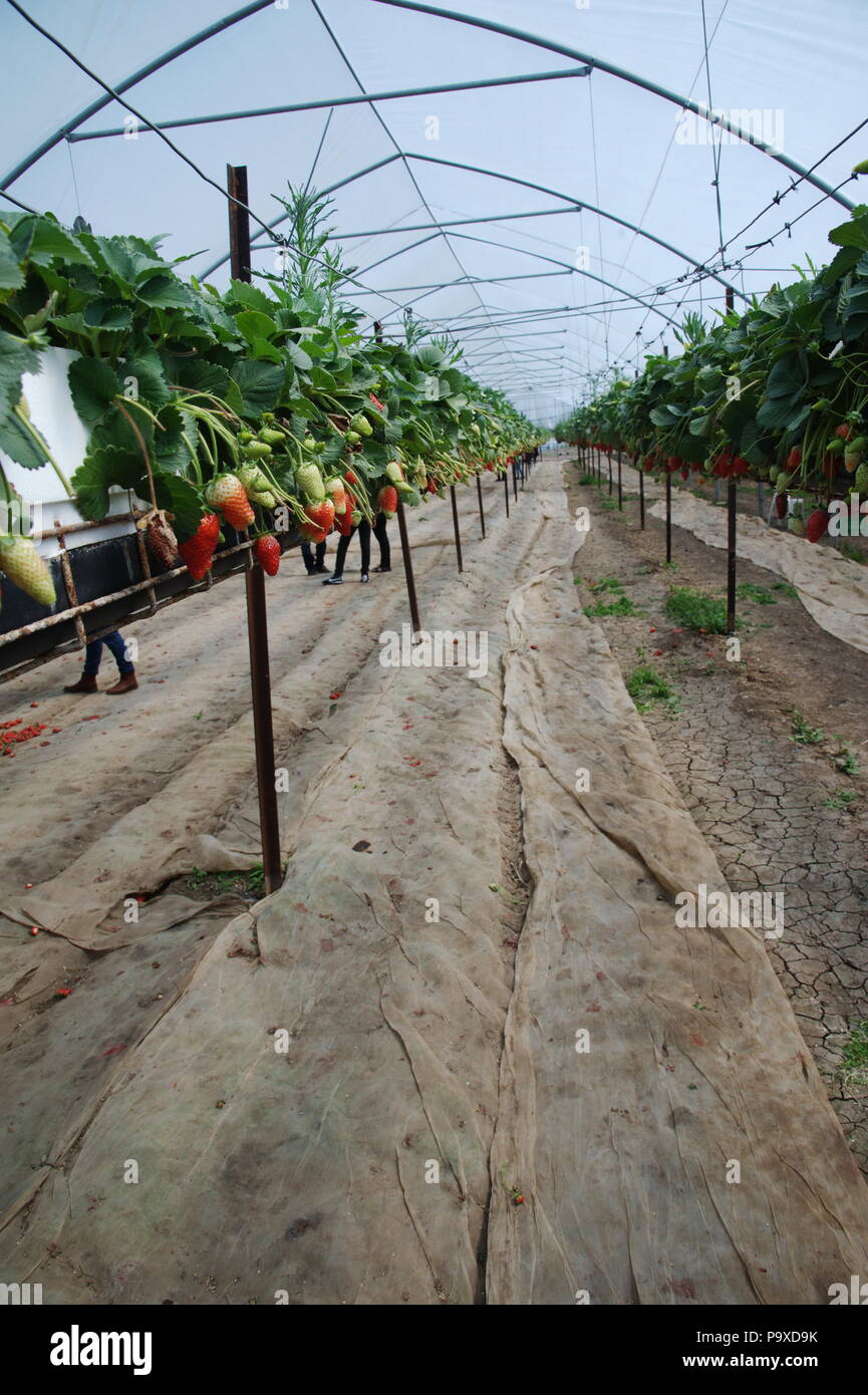Le fragole di campo usando la tecnica di hydroponics (nutriente minerale soluzioni) Foto Stock