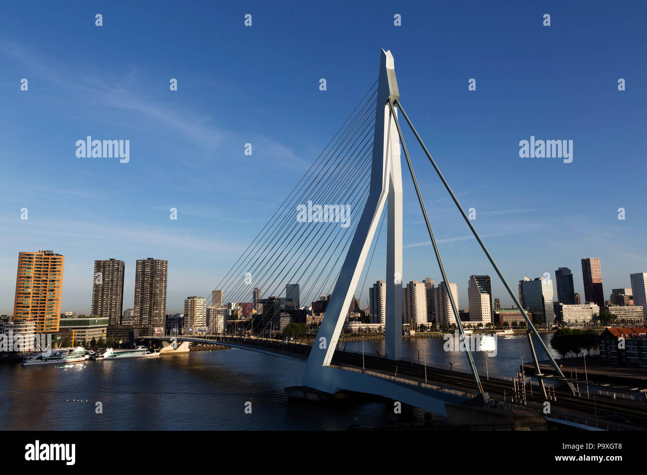 Il ponte di Erasmus attraversa il nuovo Mosa (Nieuwe Maas) river a Rotterdam, Paesi Bassi. Il ponte è stato progettato da Ben van Berkel e aperto in 19 Foto Stock