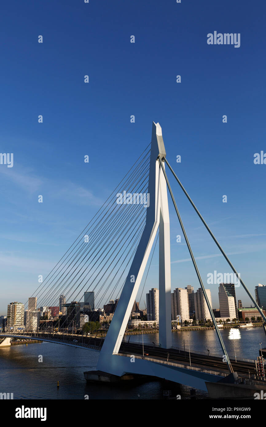 Il ponte di Erasmus attraversa il nuovo Mosa (Nieuwe Maas) river a Rotterdam, Paesi Bassi. Il ponte è stato progettato da Ben van Berkel e aperto in 19 Foto Stock