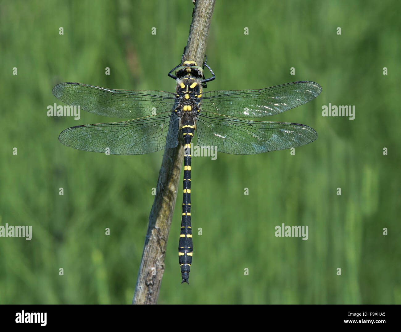 Golden-inanellati Dragonfly, Cordulegaster boltonii, appollaiato sul fogliame in Foto Stock