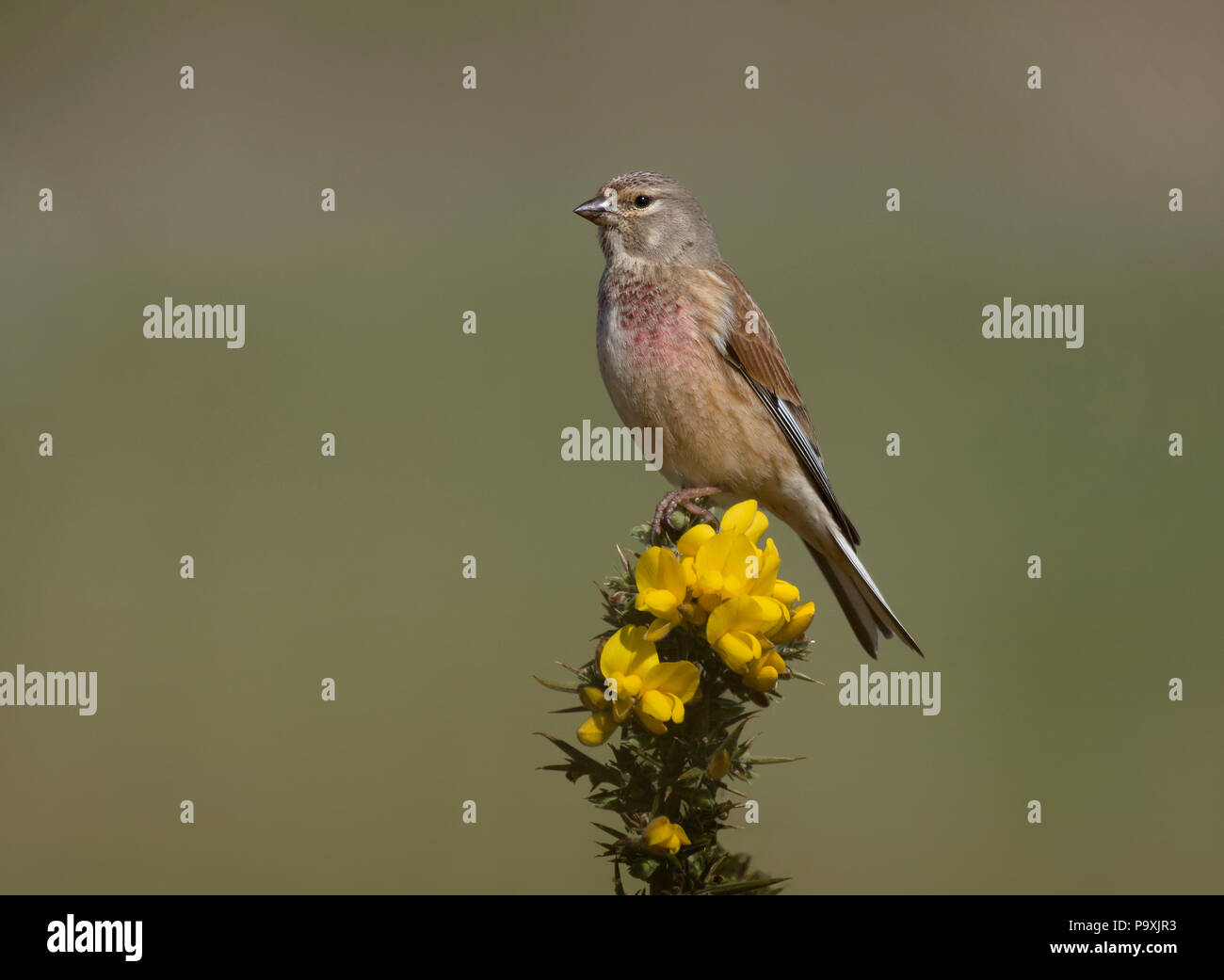 Linnet, Carduelis cannabina, singolo maschio su gorse bush, Northumberland, Regno Unito Foto Stock
