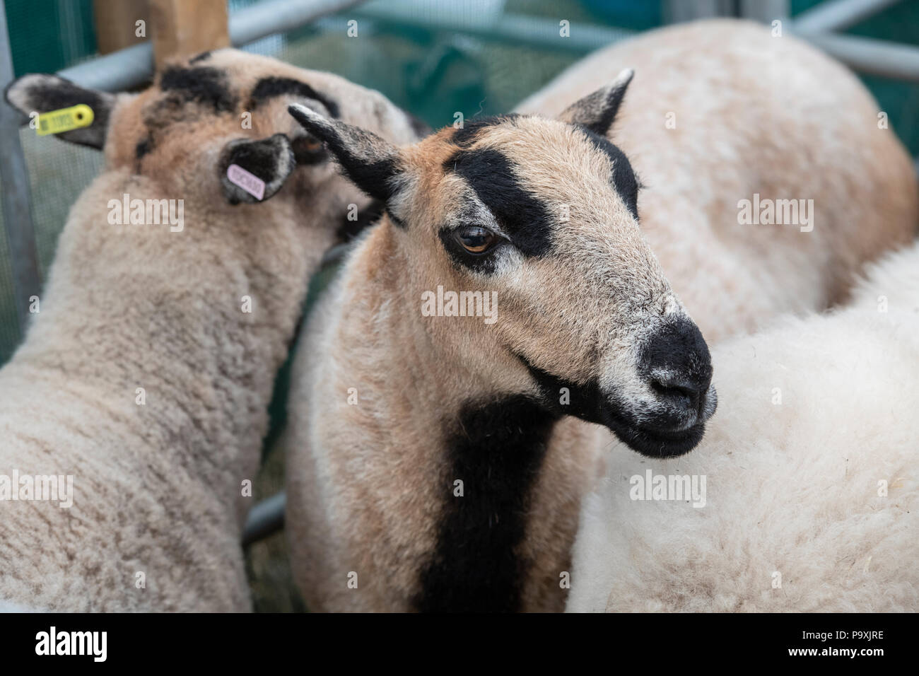 Ovis aries. Badger faccia le pecore di montagna gallesi in mostra ad uno spettacolo agricolo. REGNO UNITO Foto Stock