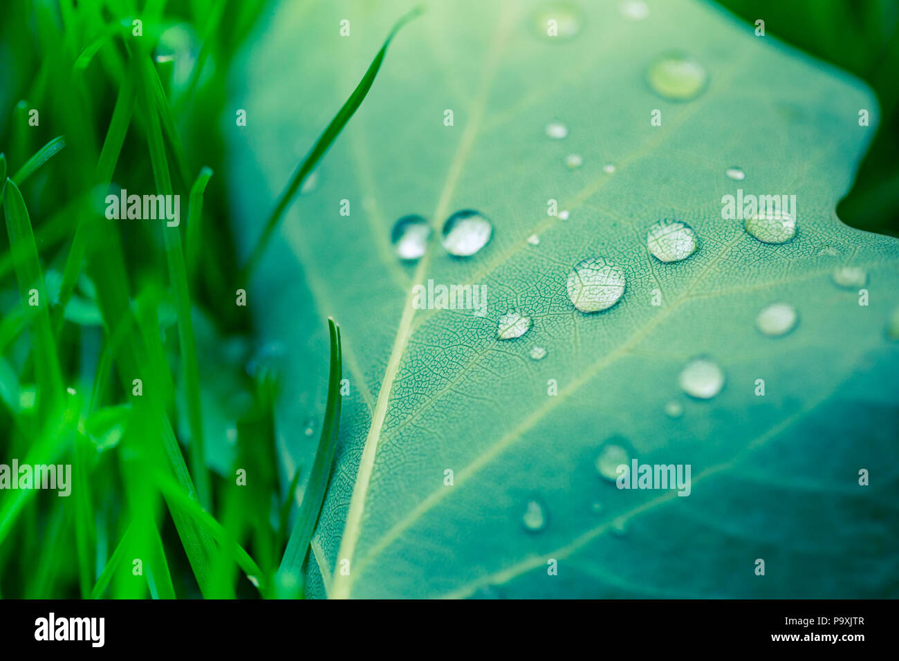 Bella gocce di pioggia trasparente acqua su una foglia verde macro. Gocce di Rugiada di mattina glow in the sun. Bellissima foglia texture in natura Foto Stock