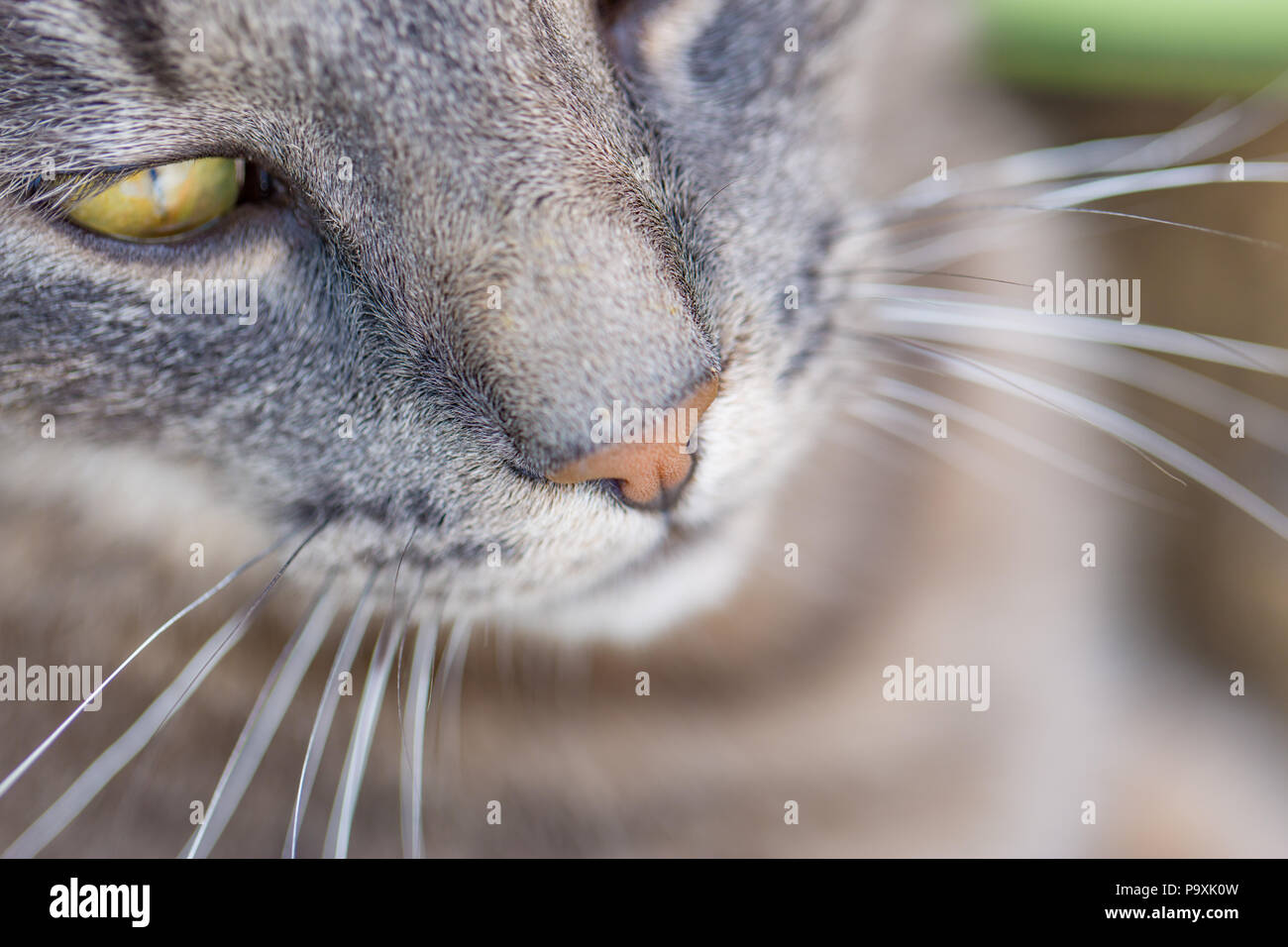 Closeup cat ritratto, cute pet, gattino, naso e viso e pellicce Foto Stock