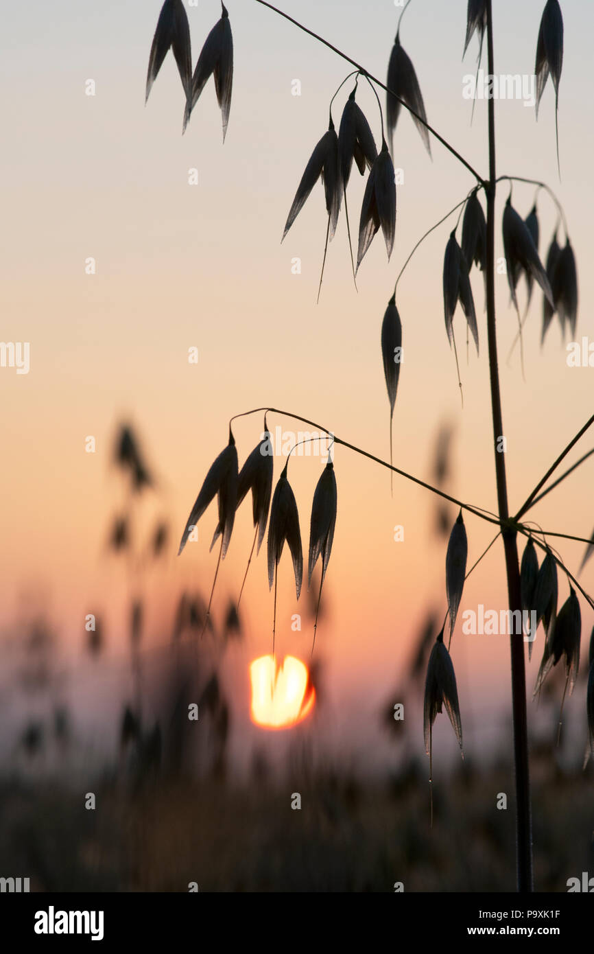 Avena sativa. Avena. Cereali di avena raccolto in un campo di sunrise. Silhouette. Oxfordshire, Regno Unito Foto Stock