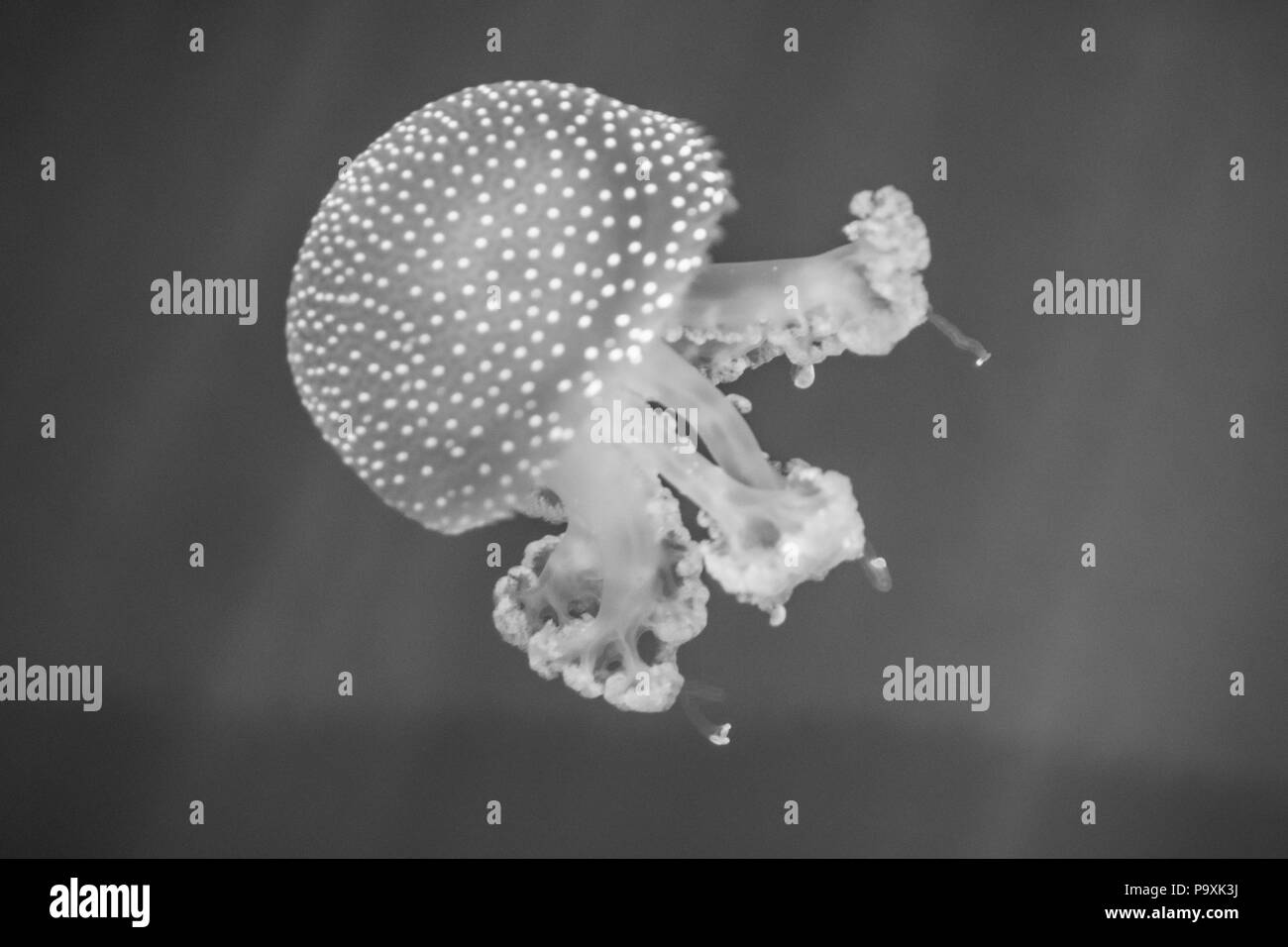 Meduse in acquario Foto Stock