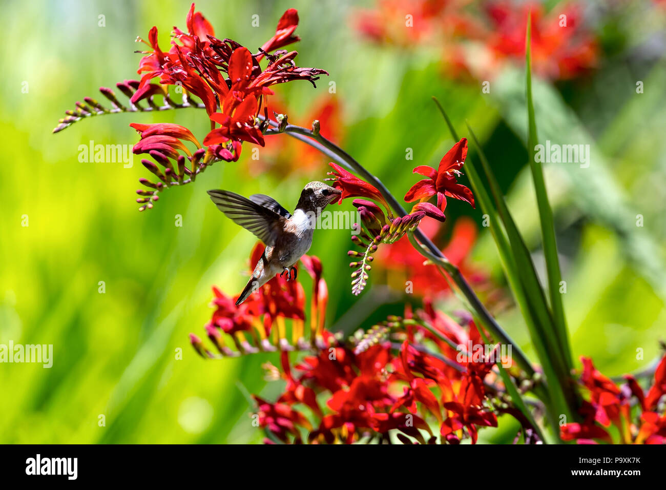 Colibrì Rufous in volo getting nettare dal rosso Croscomia fiori in estate Foto Stock