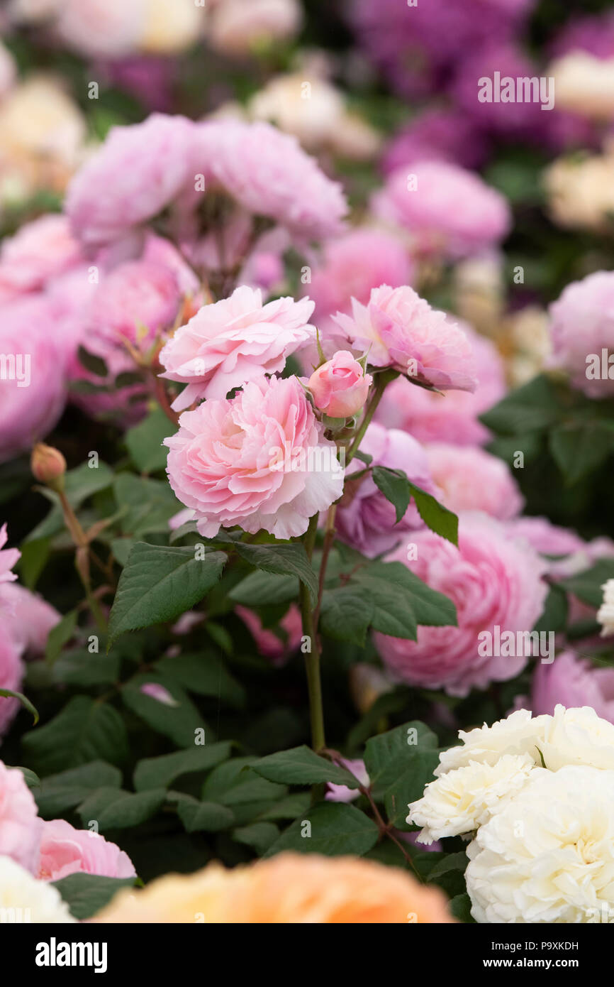 Rosa "l'antica mariner'. Inglese rosa ad arbusto Foto Stock