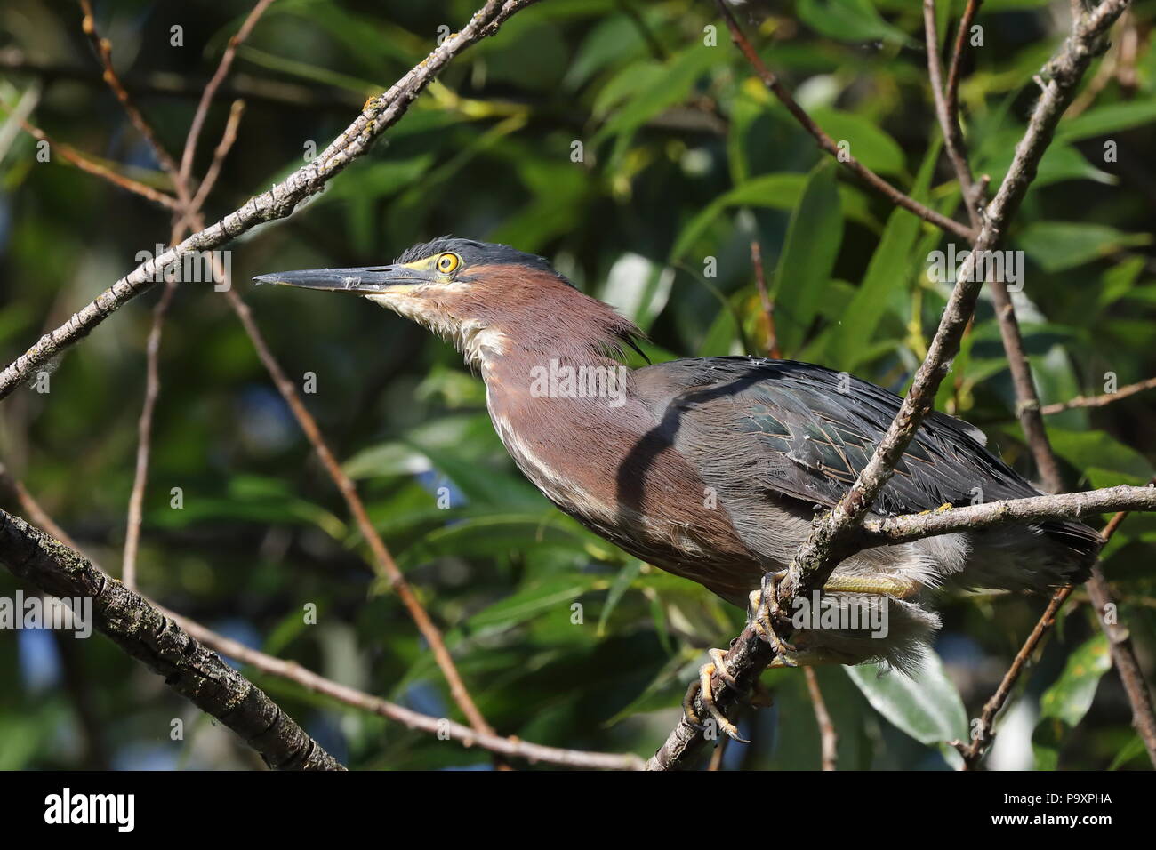 Verde per adulti Heron mantenendo vegli su di un nido Foto Stock