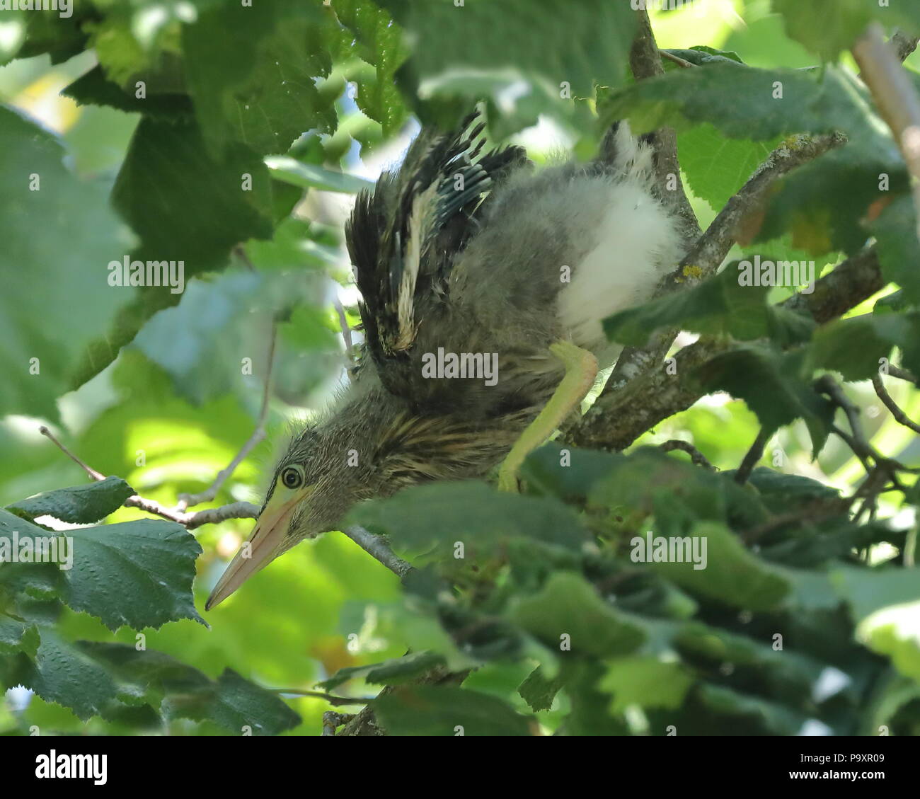 I capretti Green heron pulcini in albero vicino a nido Foto Stock