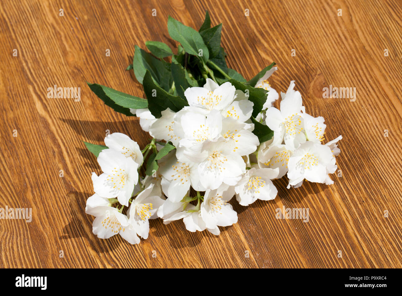 Fragrantly piacevolmente profumati fiori di gelsomino, impilati insieme su una tavola di legno, molla Foto Stock