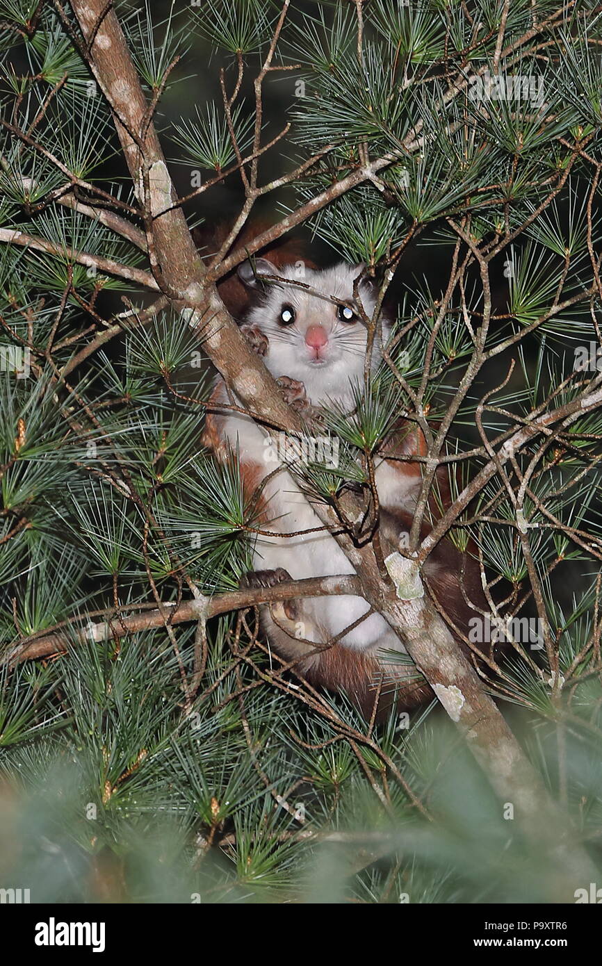 Taiwan Giant scoiattolo battenti (Petaurista lena) adulto in appoggio sul ramo Dasyueshan National Forest, Taiwan Aprile Foto Stock