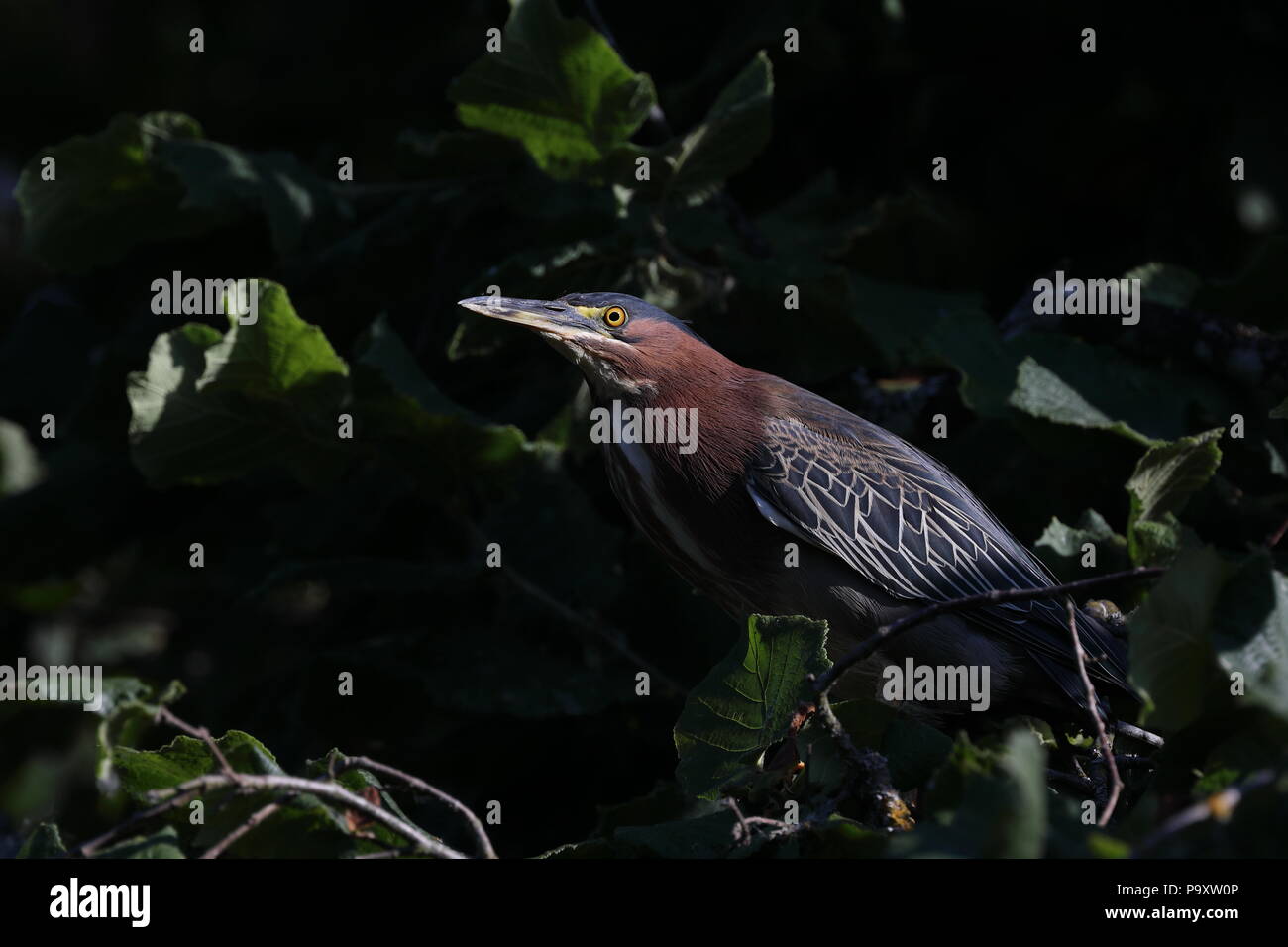 Verde per adulti Heron mantenendo vegli su di un nido Foto Stock