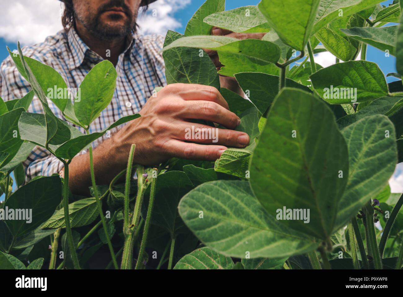 Lavoratore agricolo interessato controlla lo sviluppo di piante di soia. Agronomo controllo semi di soia Semi di colture in campo. Foto Stock
