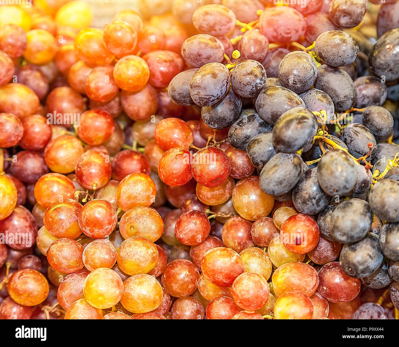 L'uva appena raccolta dalla vigna. Immagine di stock Foto Stock