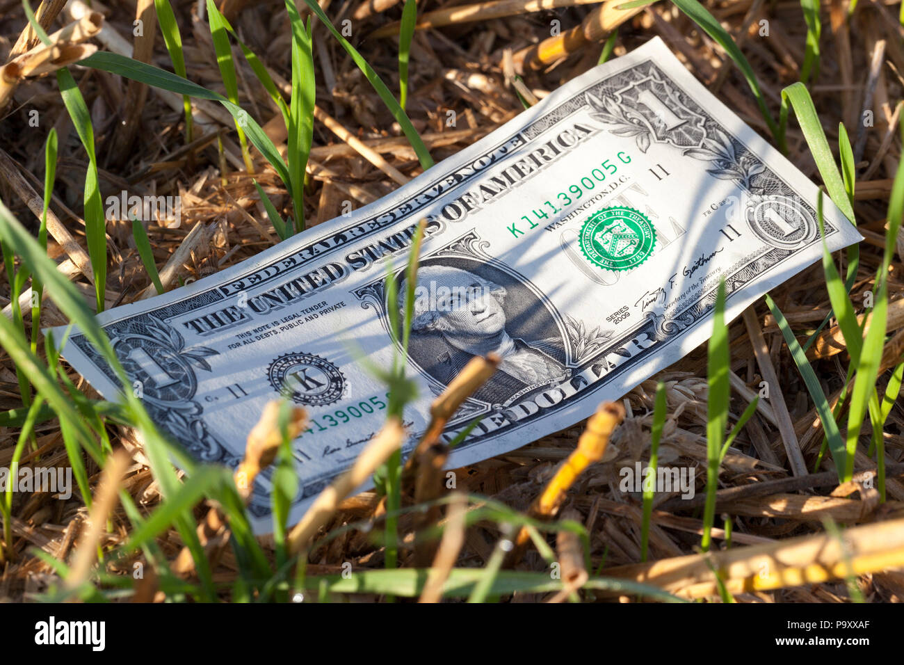 Un dollaro statunitense che giace tra il vecchio paglia e nuovo germe di grano sul settore agricolo, primo piano Foto Stock