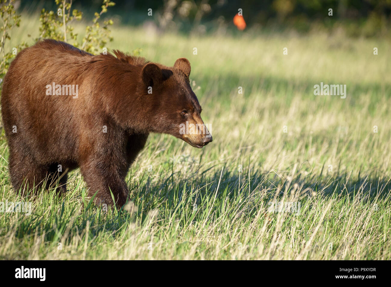 Orso grizzly in molti ghiacciaio, il Parco Nazionale di Glacier nel Montana Foto Stock